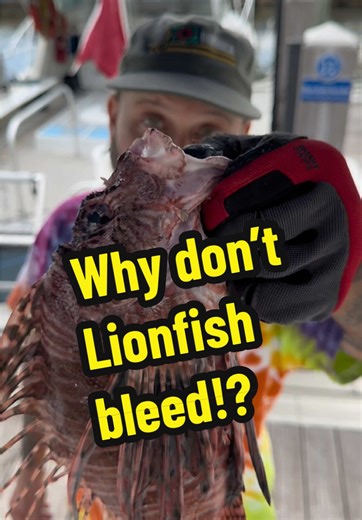 Do you think that Lionfish bleed? Let’s see if you’re right! #lionfishextermination #slayeatrepeat #lionfishfacts #Relaxing #asmr @Alex Borsutzky @Nathaniel Sorensen @ZooKeeper