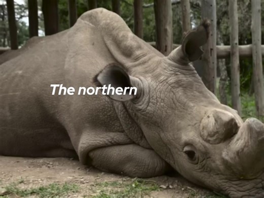 ‘could NOT survive humans.’ hurt. (this will flop) #fypage #northernwhiterhino #savetheplanet #extinct #savetheanimals
