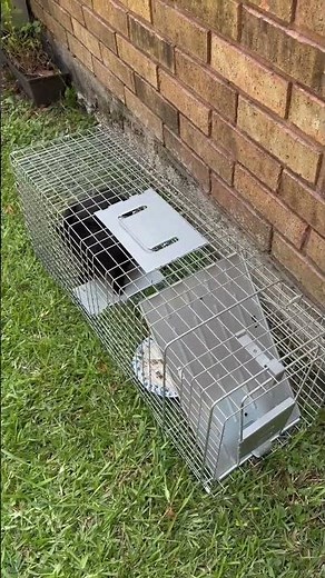 Easy to use and safe for the animals! Havahart 1085 Large 1-Door Easy Set Humane Live Animal Trap fo