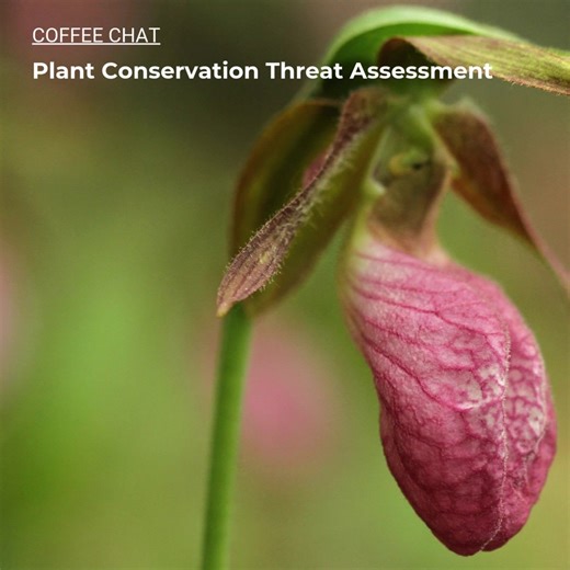 🌿 A Conservation Threat Assessment for Maine’s Native Plants Climate change, development pressure, and sea level rise are reshaping ecosystems faster than ever. 🌱 For the first time, Maine’s entire native flora is being evaluated through a statewide conservation and threat assessment. Join us for our February Coffee Chat with Melissa Dow Cullina, VP of Plants & Science at Coastal Maine Botanical Gardens. She will she share how this public-private partnership is using NatureServe methods to ass