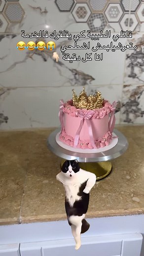 #cakefails #cakestory #funnycake #cakehumor #cakeoops #bakingfun #cakememes #kitchenfails #sweetdisaster #bakinglaughs | Dounia Cakeconstantine