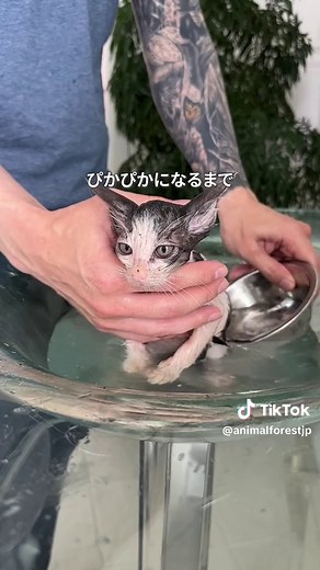 TikTokでアニマルフォレストさんをチェック！