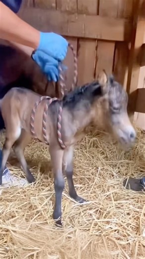 Why Vets Squeeze Dummy Foals #goodtoknow #vet #medicine #educational #funfacts #lifehacks #survival