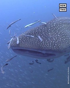 228K views · 688 reactions | Divers in Ko Tao, Thailand, captured this up-close look at a whale shark—including a glimpse into its giant mouth. According to LiveScience, a whale shark mouth can grow to 5 feet wide and contain more than 300 teeth. However, the animals are filter feeders and pose no real threat to humans. | NowThis | Facebook