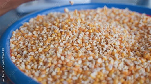 Popcorn preparation and kernel behavior. Detailed description of popcorn popping and kernel motion process. Comprehensive explanation of how popcorn kernels expand and move during heating process