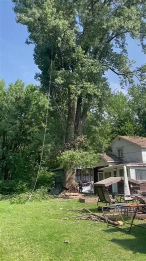 Tree Cutting Mistakes: A Lesson in Precision