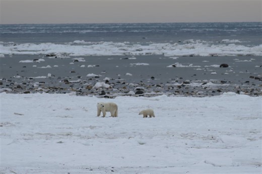 How these polar bears are beating the odds against climate change