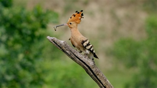 How hoopoes find food and care for their chicks