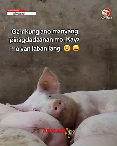 Pagsubok lang yan, ilaban mo 📹pinoycad/Facebook | Brigada Life