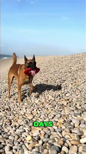 Epic Throw & Zoom Tech! Cardio & Playtime Await! #shorts