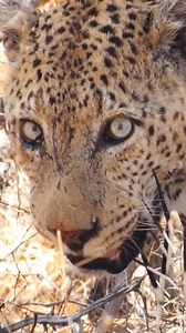 3.9M views · 10K reactions | Leopard Hunting Porcupine Gets Quills in the Face! 洛 - Gregory Gillespie | Wild Tings | Facebook