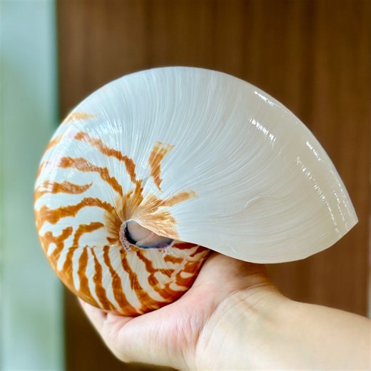 6-8" (15-20cm) Natural Chambered Nautilus Conch Shell, Iridescent Sea Snail Decor, Beautiful Seashell for Home Decor - Etsy