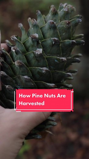Harvesting Pine Nuts: A Look at the Process