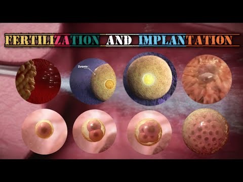 Fertilization and Implantation Process #medical #education #video #doctor #health #baby #animation
