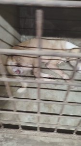 ডেইজির মা। ওর ভ্যাজাইনাল ক্যান্সার অনেকটা রিকভারি করেছে। যেহেতু অনেক বড়ো ঘা ছিল এখনও অনেক টা সময় লাগবে ওর সুস্থ হতে। সুস্থ হলে বারাসাত মিউনিসিপালিটি স্টেরিলাইজেশন ড্রাইভ থেকে স্টেরিলাইজেশন করিয়ে ওকে ফিরিয়ে আনা হবে। তোমরা সবাই মিলে ডেইজির মায়ের জন্যে ফান্ড তুলে দিয়েছিলে। সেই ফান্ড থেকে 5000 টাকা আমি শেল্টারে পাঠিয়েছি। ওর টোটাল ট্রিটমেন্ট খরচ 9000 টাকা কেমো দিয়ে। প্রে 3মাস ওর শেল্টারে থাকতে হবে। বাকি যে টাকা টা ডেইজির মায়ের লাগবে সেটা Paws শেল্টার থেকে ক্রাউড ফান্ডিং হবে সেটা থেকে দিয়ে দ