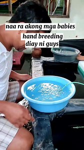 122K views · 1.6K reactions | Oranda Fry #fbreels #facebookreels #goldfish #pet #hobby #breeding #grooming | Migoy's Goldfish Place | Facebook