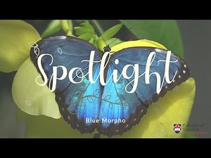 Butterfly Spotlight: Blue Morpho