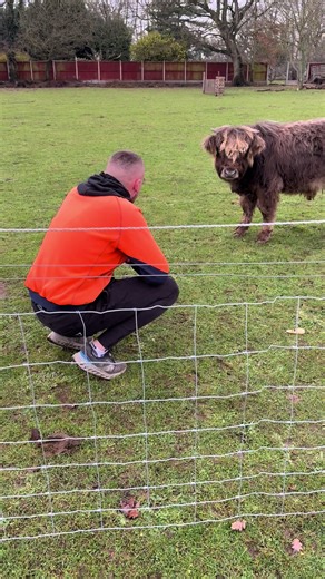 @user5418536084917 @Tora123 #agricultura #highlandcow #farming #fyp #cow it’s clear here, who Douglas may prefer 😂