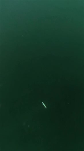 It’s Damiki Abyss season ❄️ Cold water means slow it down… and don’t forget to pause a little longer Length👉 3.5” Weight👉 3/7oz Depth👉 8ft #damiki #damikifishing #bassfishing