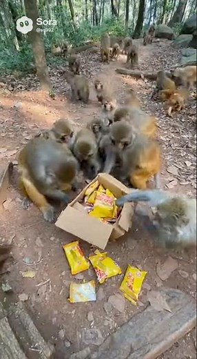 🐒 food fight in the wild