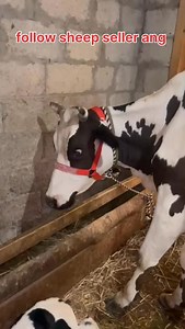 52K views · 539 reactions | 6006311850. Asalamualaikum hope all friends are fine. 2nd lactation cow with hiefer 3 days old is looking for new home at Asham Bandipora. 18 ltr milk capacity Call him for more details 6006311850. @topfans #cows #heifer #post Follow sheep seller ang For ADD PROMOTION CONTACT 77808 37312 Thanks to all brothers who support  ❤️   | sheep seller ang | Facebook