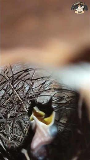 দোয়েল পাখির ছোট্ট সংসার 🐦 | Magpie Robin Nest in Our Home ❤️