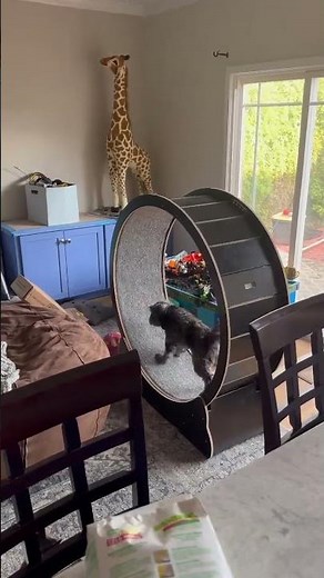 An Exercise Wheel for Dogs? 🐶 #dogexercise #dogtreadmill #dogtraining #dogrunning #runningdog