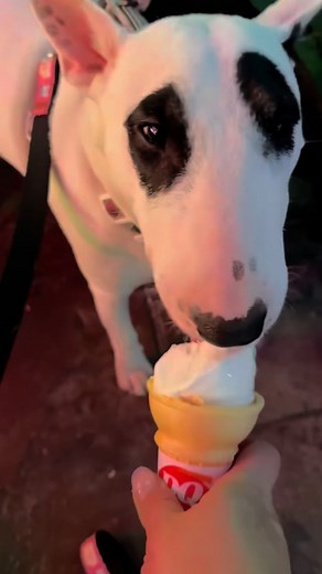 Om nom nom 🍦 @mini_padme_ Follow us @bullterriers.around.the.world if you love Bull Terriers ❤️ and turn your notifications on! 🔔 Check out our online store 👉🏻 We have the best gear for your Bull Terrier and the cutest Bull Terrier-themed items 😍 Free tracked shipping on all orders ✈️ Bull Terrier World 👉🏻 www.bullterrier.world 🆓🚚💨 . . . #bullterriersaroundtheworld #bullterriersoftheworld #bullterrierspics #ebt #ebtworld #bullybreed #bullybreeds #bullterrierworld #bullterrier #bullterr