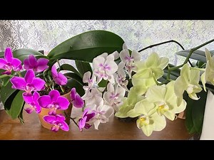 胡蝶蘭71 🌸子株を出す🌱裏ワザをお教えします🌟
