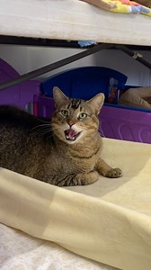 7.5K views · 10K reactions | Cedric has a frozen hiss face  #hiss #goaway #hooman #hissface #frozen #toocute #weloveyou #catscatscats #catlovers #catsanctuary #furballfarmpetsanctuary | Furball Farm Cat Sanctuary | Facebook