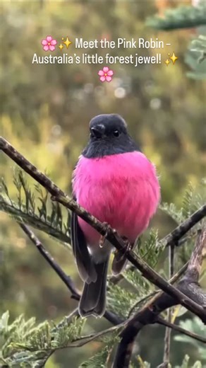 15 reactions | ✨ Meet the Pink Robin – Australia’s little forest...