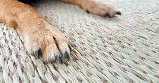 Super-Rare 'Isabella' German Shepherd's Stunning Icy Blue Eyes Have Everyone in Love