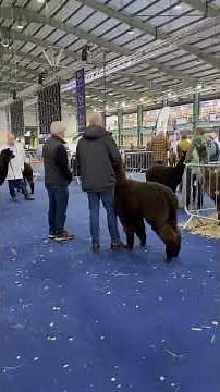 The British Alpaca Society National Alpaca Show