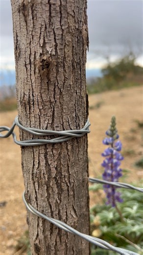 🥾Looking for a crisp New Year’s hike? Check out Pioneer Pass in the Pinal Mountains just outside Globe-Miami, Arizona. At 6000 feet and just 9 miles from Globe, you’ll find: 👀views 🌲fresh air 🌸wildflowers (yes, small blooms in this off-season of December!) 🦅birding 💦seasonal streams 🧺picnic areas 🏕️camping 🚻restrooms 🚙access 🗺️🧭maps, historical, and interpretive info with contribution by the Tonto Recreation Alliance 🌟Recreate responsibly, pack-it-in, pack-it-out ➡️directions and li