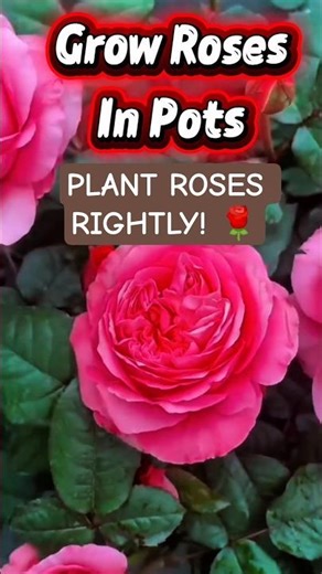 Correct Way to Plant Roses in Pots 🌹 | Must-Follow Steps
