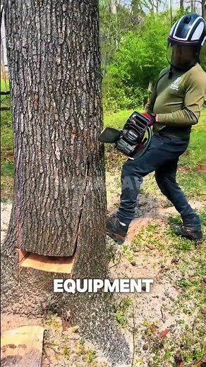 Watch a Master of the Chainsaw Execute a PERFECT Tree Felling Cut!