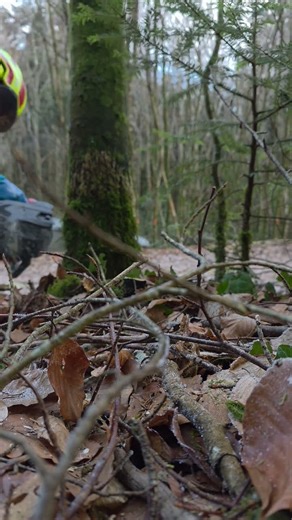 Abattage Husqvarna T540 XP MarkIII #boisdechauffage