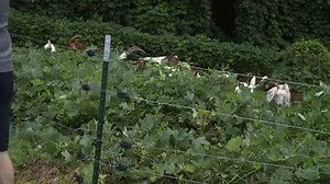 9.9K views · 169 reactions | Friday feast! On Friday, goats from Wells Farms were brought to the Salemtowne Retirement Community in Winston-Salem to graze on kudzu plants.  The animals are meant to be a safe, environmentally-friendly way to manage vegetation. | FOX8 | Facebook