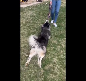 Reeling in a Husky Fish