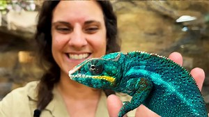 Vibrant blue colors of a happy panther chameleon