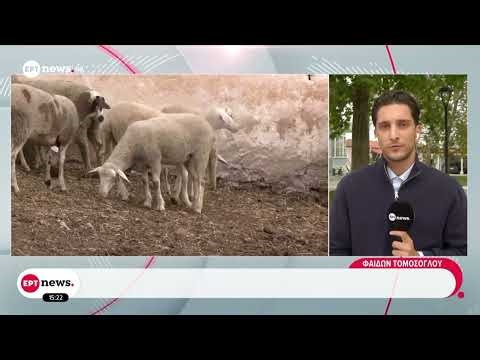 Καταγγελία για κλοπή 500 ζώων από μονάδα στην Ημαθία