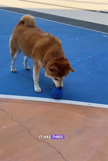 Smart Pet Toy That Every Dog Will Love