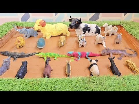 Discovering the Links Between Farm, Forest Animals and Mysterious Lizards!