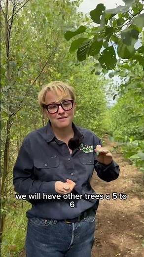 Alder trees are suitable for wetter areas, poorer soils and are native Irish trees. Irish grown.