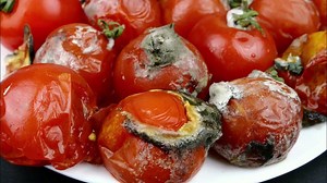 11 Major Impact of Food Waste