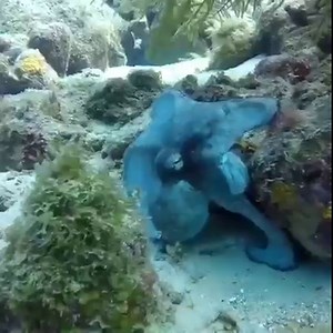 The most popular sea animal on our social media 🤩 The Caribbean reef octopus can change its color from one moment to the next and can even match the texture of its surroundings, to perfectly blend in even when settled on a surface with multiple color. Have you seen it? #FeelItForYourself #Curacao 🎥 @dive_bus_curacao @divecuracao | Curaçao