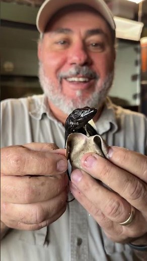 Hatching a Baby Dinosaur🤩