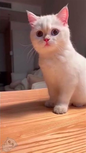 💙🐾 The Cutest Kitten Hiccups Ever! 🐾💙