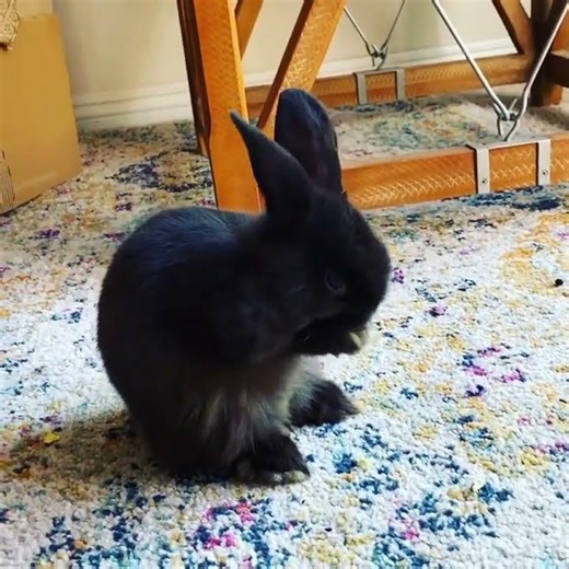@lilmochabun: So fresh and so clean #rabbitrescue #bunny #animal #rabbits