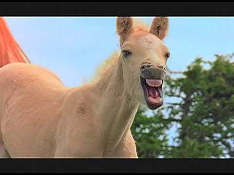 MY LIFE WITH CLOUD * WILD STALLION OF THE ROCKIES